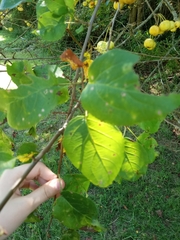 Malus sylvestris