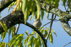 Setophaga coronata coronata