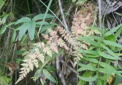 Cystopteris fragilis