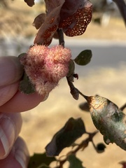 Andricus crystallinus