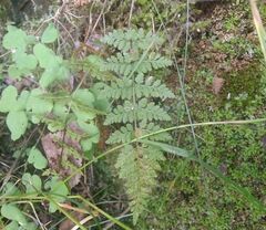 Cystopteris fragilis