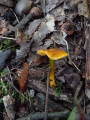 Hygrocybe