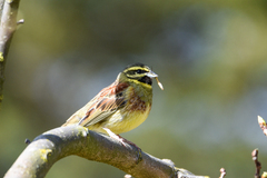 Emberiza cirlus