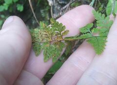Cystopteris fragilis