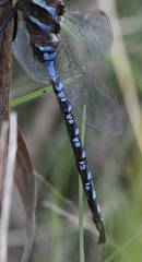 Aeshna constricta