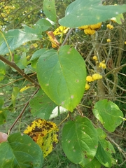 Malus sylvestris