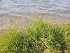 Sporobolus alterniflorus