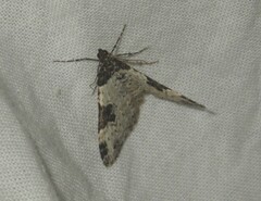 Epirrhoe galiata
