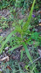 Panicum capillare