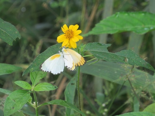 Black-tipped Dotted Border
