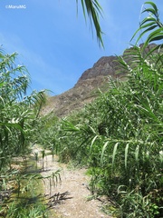 Arundo