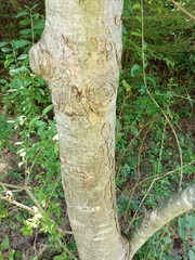 Malus sylvestris
