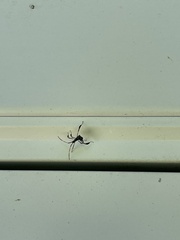 Coreoidea
