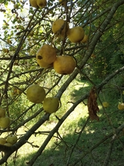 Malus sylvestris