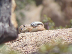 Ammospermophilus leucurus