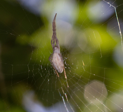 Uloborus walckenaerius