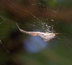 Uloborus walckenaerius