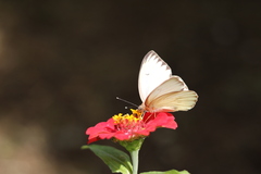 Ascia monuste monuste