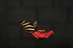 Heliconius charithonia vazquezae