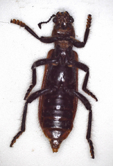 Cleridae