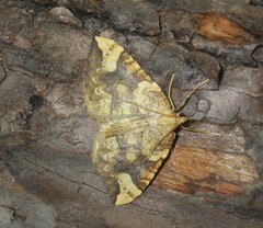 Eulithis populata