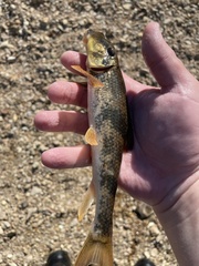 Hypentelium nigricans