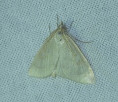 Udea lutealis