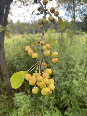 Malus baccata
