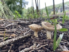 Lactifluus hygrophoroides