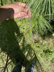 Pinus strobus