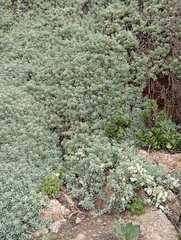 Nolana crassulifolia