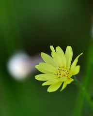 Pyrrhopappus carolinianus