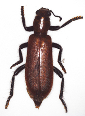 Cleridae