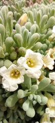 Nolana crassulifolia