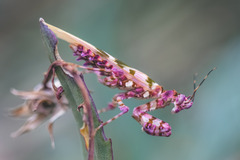 Pseudocreobotra wahlbergi