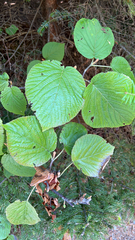 Viburnum lantanoides