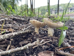 Lactifluus hygrophoroides
