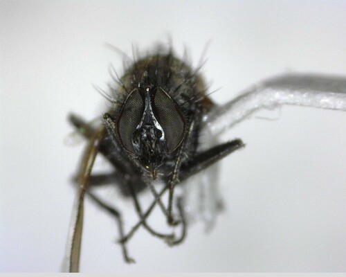 iNaturalist observation photo of Flies
