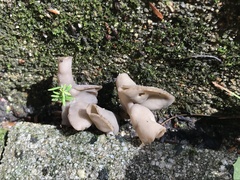 Helvella macropus
