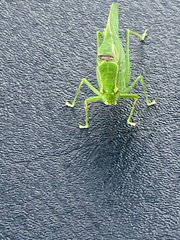 Microcentrum retinerve