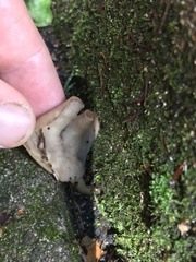 Helvella macropus