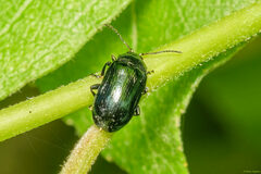 Phratora vulgatissima