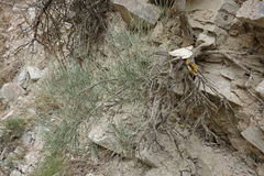 Ephedra procera