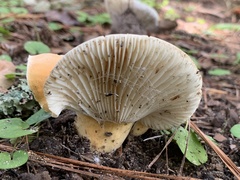 Lactifluus hygrophoroides
