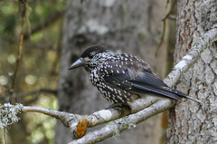 Nucifraga caryocatactes