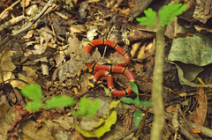 Micrurus diastema sapperi