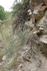 Ephedra procera