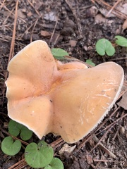 Lactifluus hygrophoroides