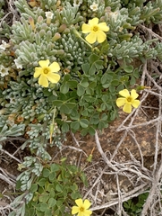 Oxalis megalorrhiza