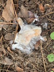 Lactifluus hygrophoroides